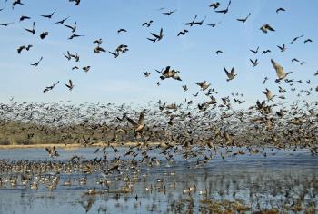 Free picture: birds, flight, flock, birds
