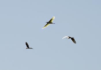 Flight of the Herons