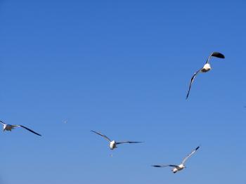 Flight of the Seagulls