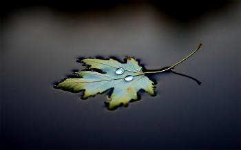 Floating Leaf - Wallpaper #44394