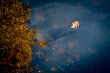 Floating Leaf
