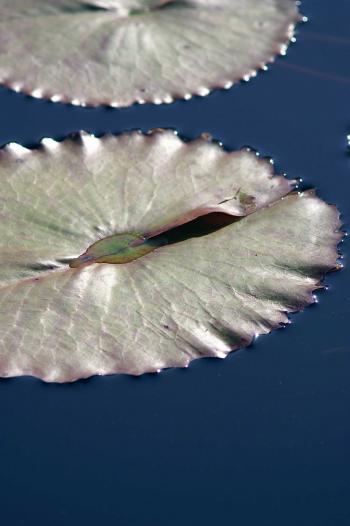 Floating leafs