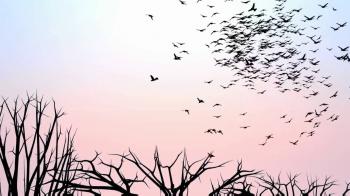 A Flock of Birds at Sunset - YouTube