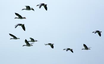Flying in Circles - Mothers Always Write