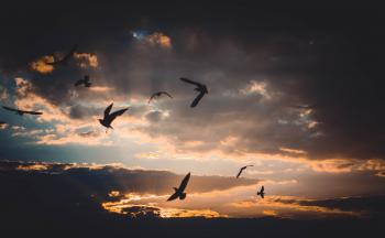 Flock of Birds Flying Above Sky during Sunset