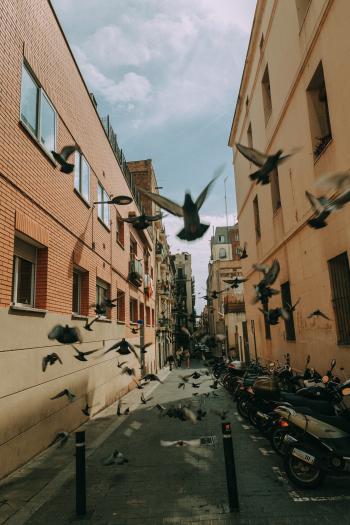 Flock of Pigeon