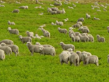 Flock of sheep voices - YouTube