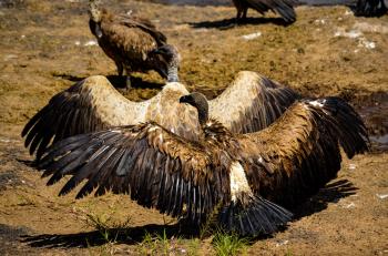 Flock Of Vultures