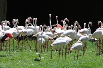 Flock of White Flamingoes