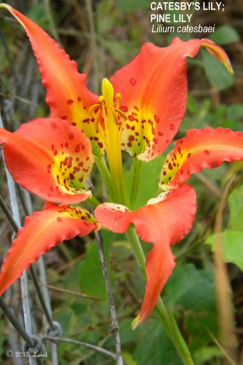 Falling for Florida Flora | Tales of a Central Florida Wildlife Garden