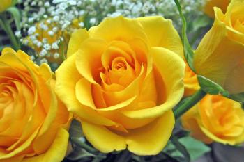 Rose Flower Meanings by their Color, Variety and Numbers