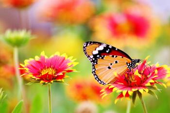Flower images · Pexels · Free Stock Photos
