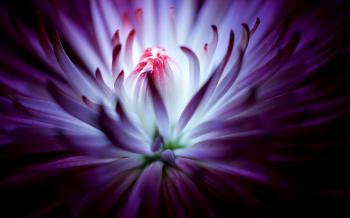 Flowers Purple flower 4K wallpapers (Desktop, Phone, Tablet ...