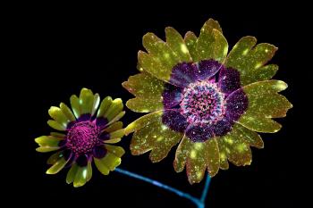 Pictures: Flowers Glow Under UV-Induced Visible Fluorescence