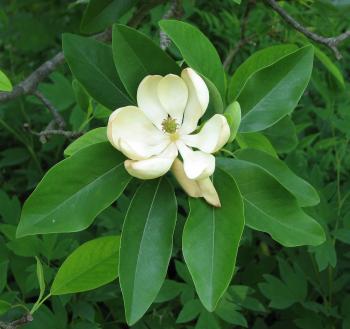 Flowering plant - Wikipedia