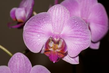 15 Amazing Facts About Orchids