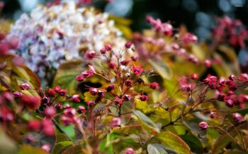 Autumn flowers and berries wallpaper - Flower wallpapers - #23867