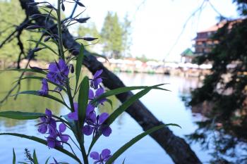 Flower and Lake