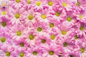 1000+ Great Flower Background Photos · Pexels · Free Stock Photos