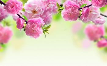 Flower Background Nice Wallpaper 16346 - Baltana