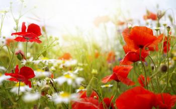 Flower Background High Definition Wallpaper 16345 - Baltana