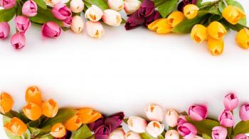 Download Hd Flower Background Wallpaper Images Widescreen Llection ...