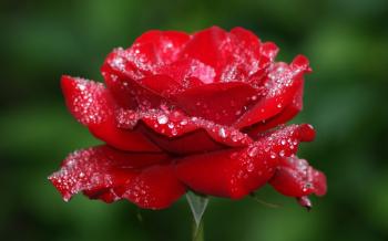 Amazing Rose Flower Beautiful Hd Images Picture Photos Download