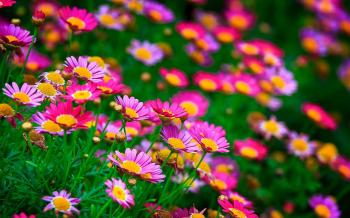 Awesome Hd Beautiful Flowers Wallpapers Full Pics Wallpaper Flower ...