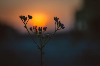 Flower Bloom during Sunrise