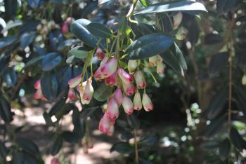 Flower Blossoms