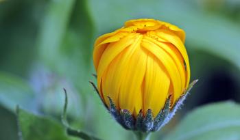 Yellow Flower Bud during Day Time · Free Stock Photo