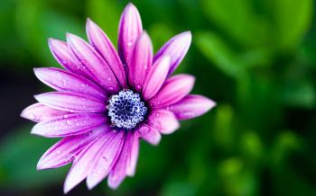 Pink flower closeup blue heart :: Free High quality Flower wallpaper