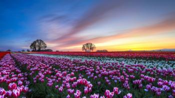 Flowers: Flowers Tulips Field Flower Fields Tulip Beautiful Nature ...