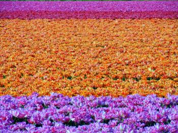 Flower Field