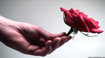 Flowers For You wallpapers - Crazy Frankenstein
