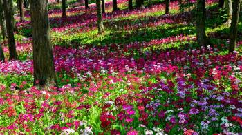 27 Wonderful Photo Of Beautiful Pictures Of Gardens Selection ...