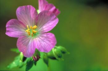 Free picture: pretty, purple, wild, geranium, flower, bloom ...