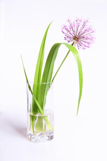 Flower in glass