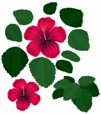 Flower and Leaves for Decorations Transparent Clipart | Gallery ...