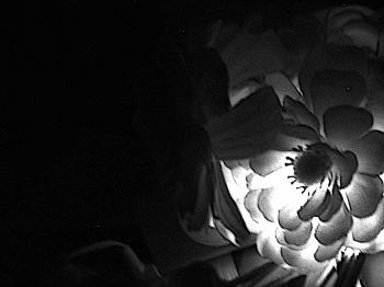 Flower in the dark