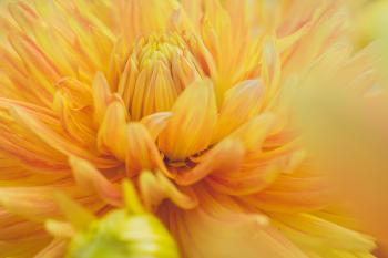 21 Beautiful Macro Photos Of Flowers That Will Have Your Heart Blooming