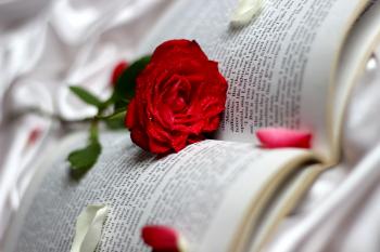 Roses Closeup Red Book Flowers bokeh g wallpaper | 5000x3333 ...