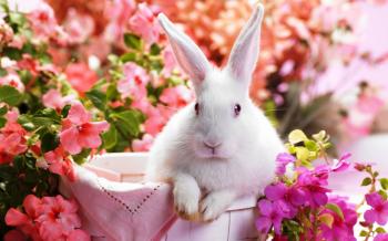 Rabbit Flower Wallpaper #19644 Wallpaper | High Resolution Wallarthd.com