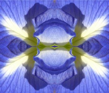 Flower of Scotland abstract