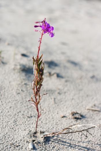 Flower on dry land