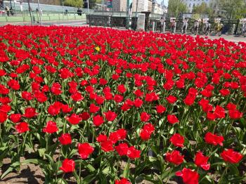 There's a rogue yellow flower in this red flower patch ...