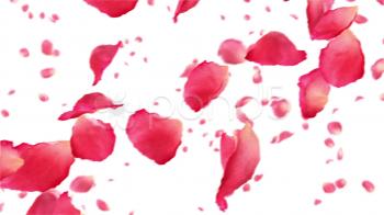 Flower Petals Drawing at GetDrawings.com | Free for personal use ...