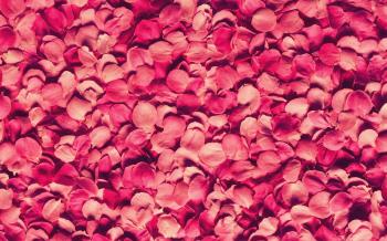 Colourful Flower Petals – WeNeedFun