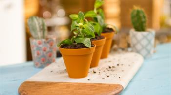 Chocolate Mousse Flower Pot ~ Recipe | Tastemade