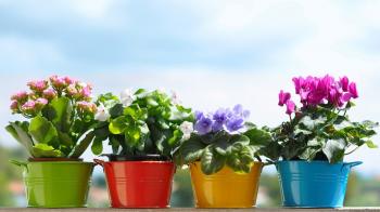 Flowers Summer Flowers Pot wallpapers (Desktop, Phone, Tablet ...